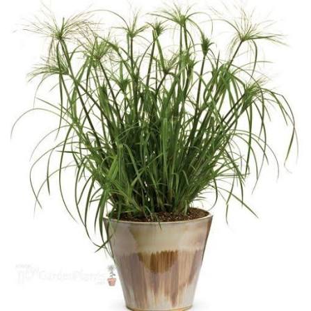 Papyrus Grass 4"
