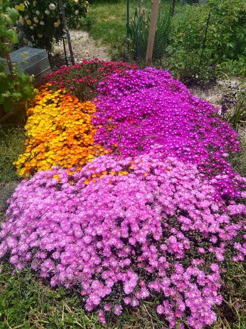 Ice Plant qt