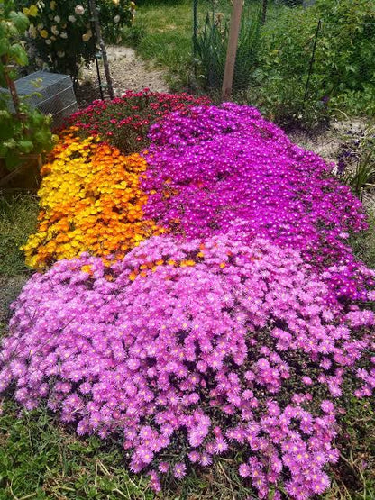 Ice Plant qt