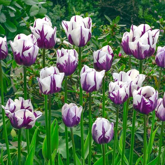 Tulip Flaming Flag Bulbs