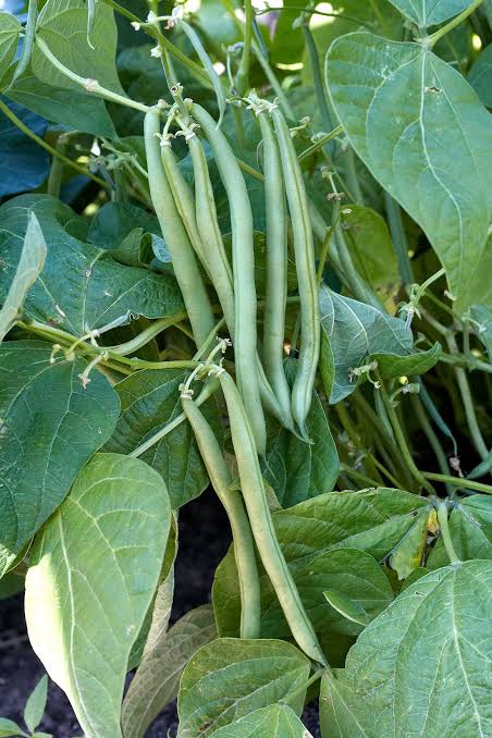 Green Beans Contender Bush 6pk