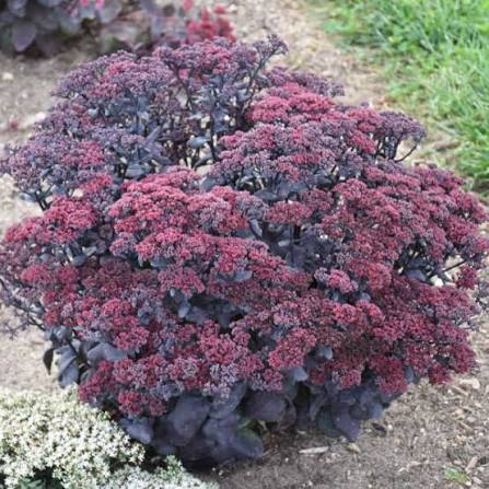 Sedum After Dark 1 gal