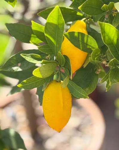 Citrus Key Limequat 10"