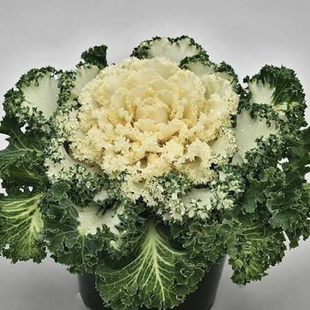 Ornamental Kale Nagoya White 6"
