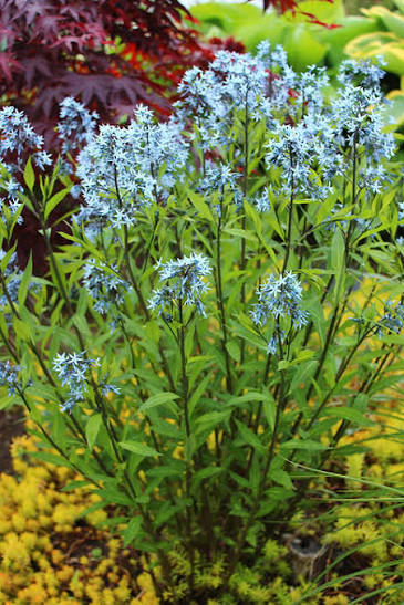 Amsonia Hubrichtii 1 gal