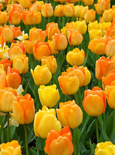 Tulip Daydream Bulbs