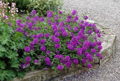 Verbena canadensis ‘Homestead Purple’ 1 gal
