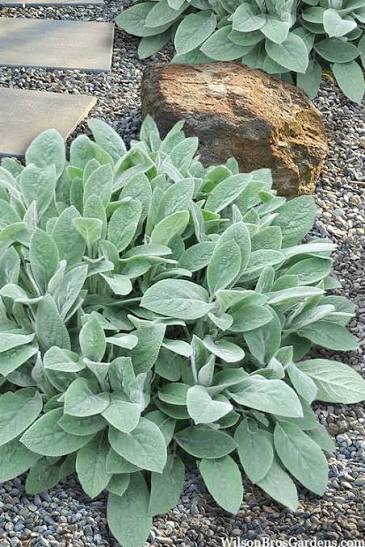 Stachys Helene von Stein/Big Ears 1 gal