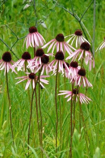 Echinacea pallida Pale Purple Coneflower 1 gal