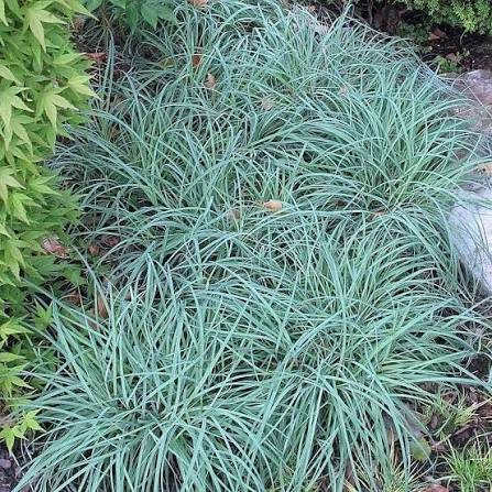 Carex Blue Zinger 1 QT