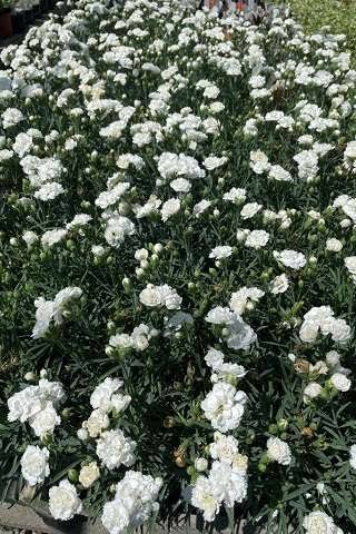 Dianthus &