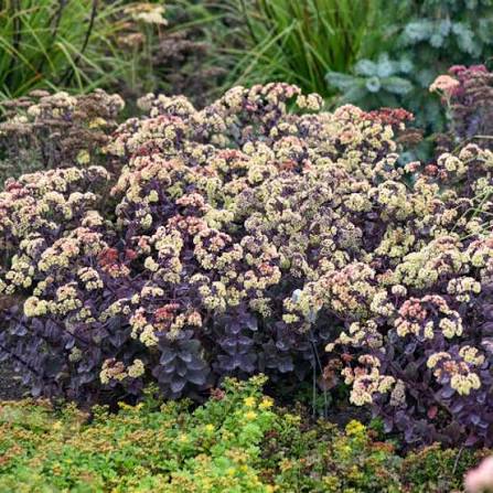 Sedum Night Light 1 gal