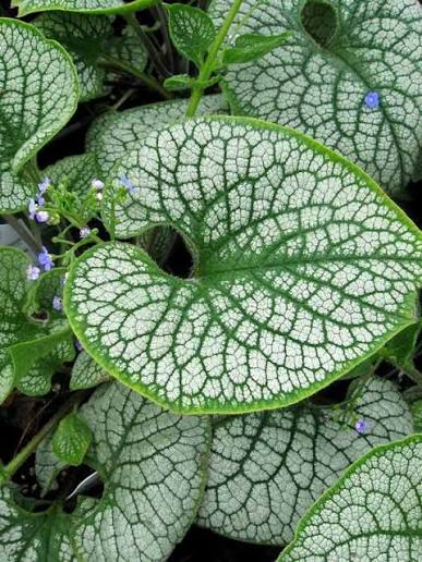 Brunnera Sea Heart 1 gal