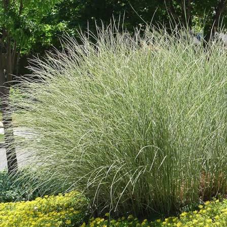 Grass Miscanthus &