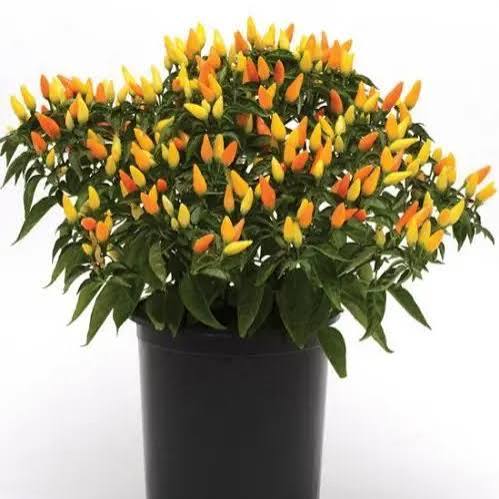 Ornamental Pepper Sedona Sun 8"