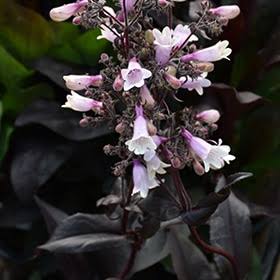 Penstemon Pinot Noir 2gl