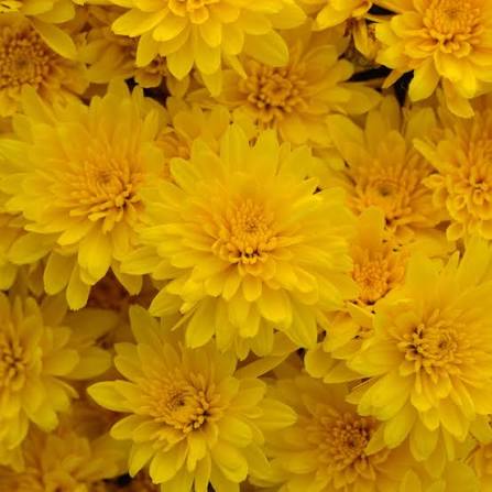 Mum Cyclone Golden Yellow 9"