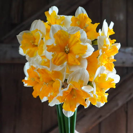 Narcissus Orangery Daffodil Bulbs