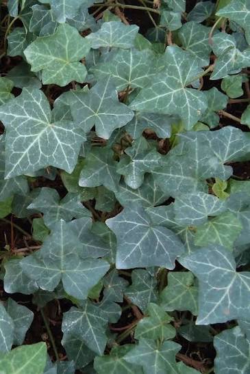 Baltic Ivy 6pck