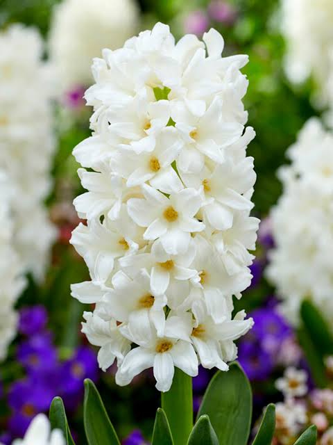 Hyacinth Carnegie Bulbs