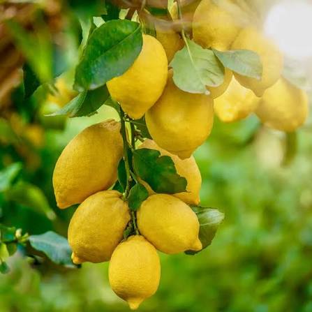 Citrus Harvey Lemon 1G