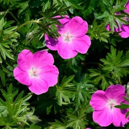 Geranium Max Frei gal