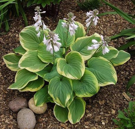 Hosta Fragrant Bouquet 1 gal