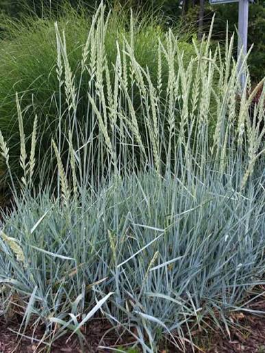 Grass Leymus Blue Dune 1 gal