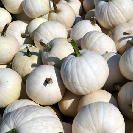 Pumpkin White Pie