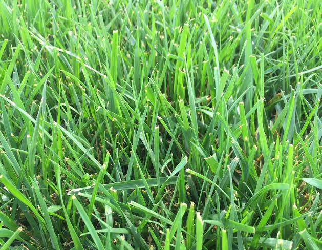 Fescue Sod