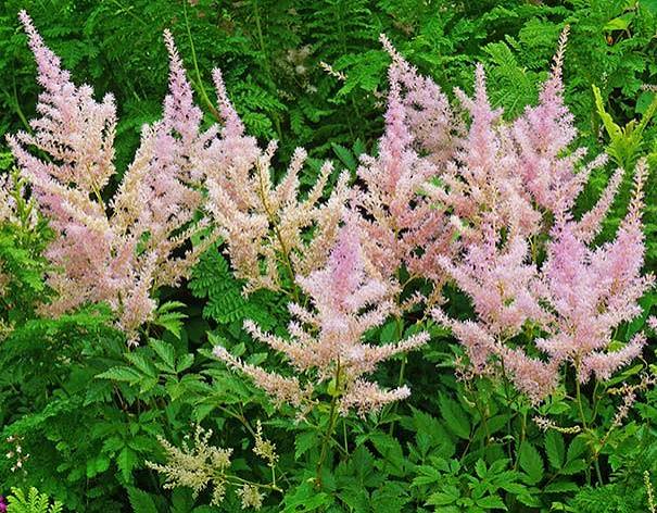 Astilbe Sprite 19cm