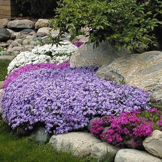 Phlox &