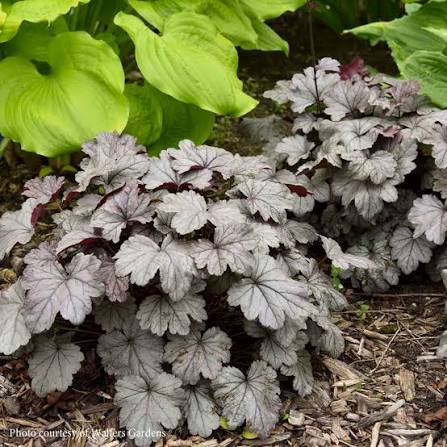 Heuchera Smoke and Mirrors 1gl
