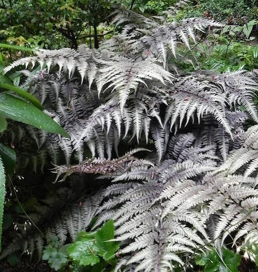 Fern Japanese Painted Lady Fern 1 gal