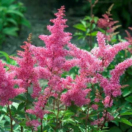 Astilbe Rheinland 1 gal