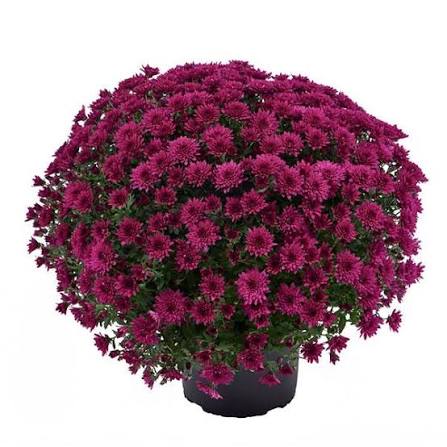 Mum Morgana Purple 9"