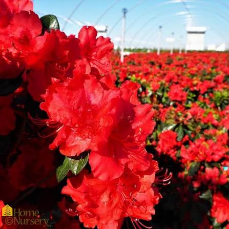 Azalea &