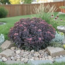 Sedum Wineberry Delight 1 gal