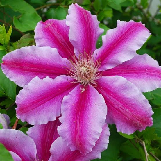 Clematis, Dr. Ruppel 2 gal
