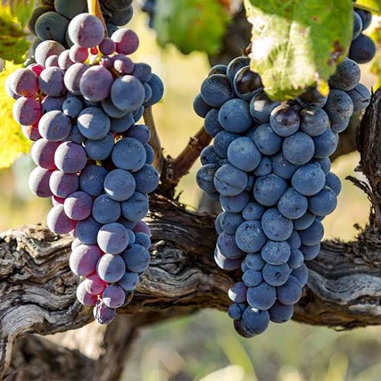Grape Jupiter 1 gal