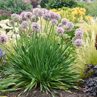 Allium ‘Bobblehead’ 1 gal
