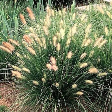 Grass Pennisetum &