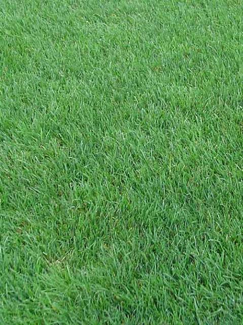 Perennial Rye Grass Seed