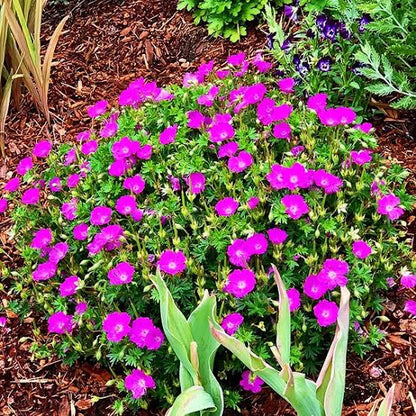 Geranium Max Frei gal