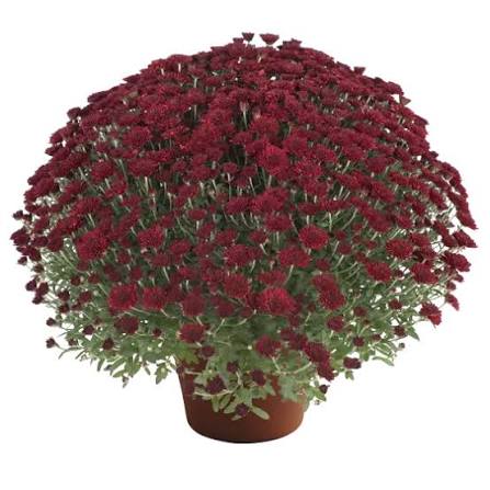 Mum Selena Red 9"