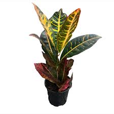 Fall Croton 4"