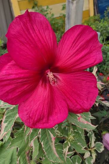 Hibiscus Summer Carnival 3 gal