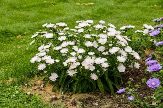 Stokesia Totally Stoked &