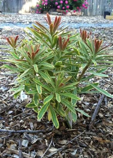 Euphorbia &