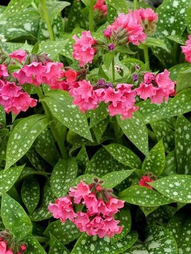Lungwort &